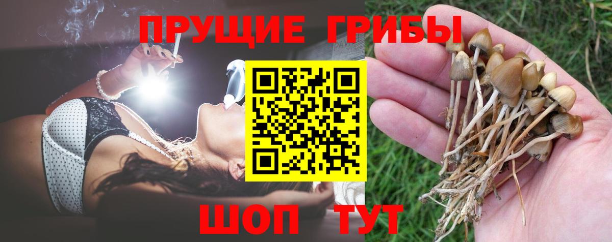 Балашов  Псилоцибиновые грибы GOLDEN TEACHER  сколько стоит  Псилоцибиновые грибы Psilocybine cubensis  Вход с VPN 